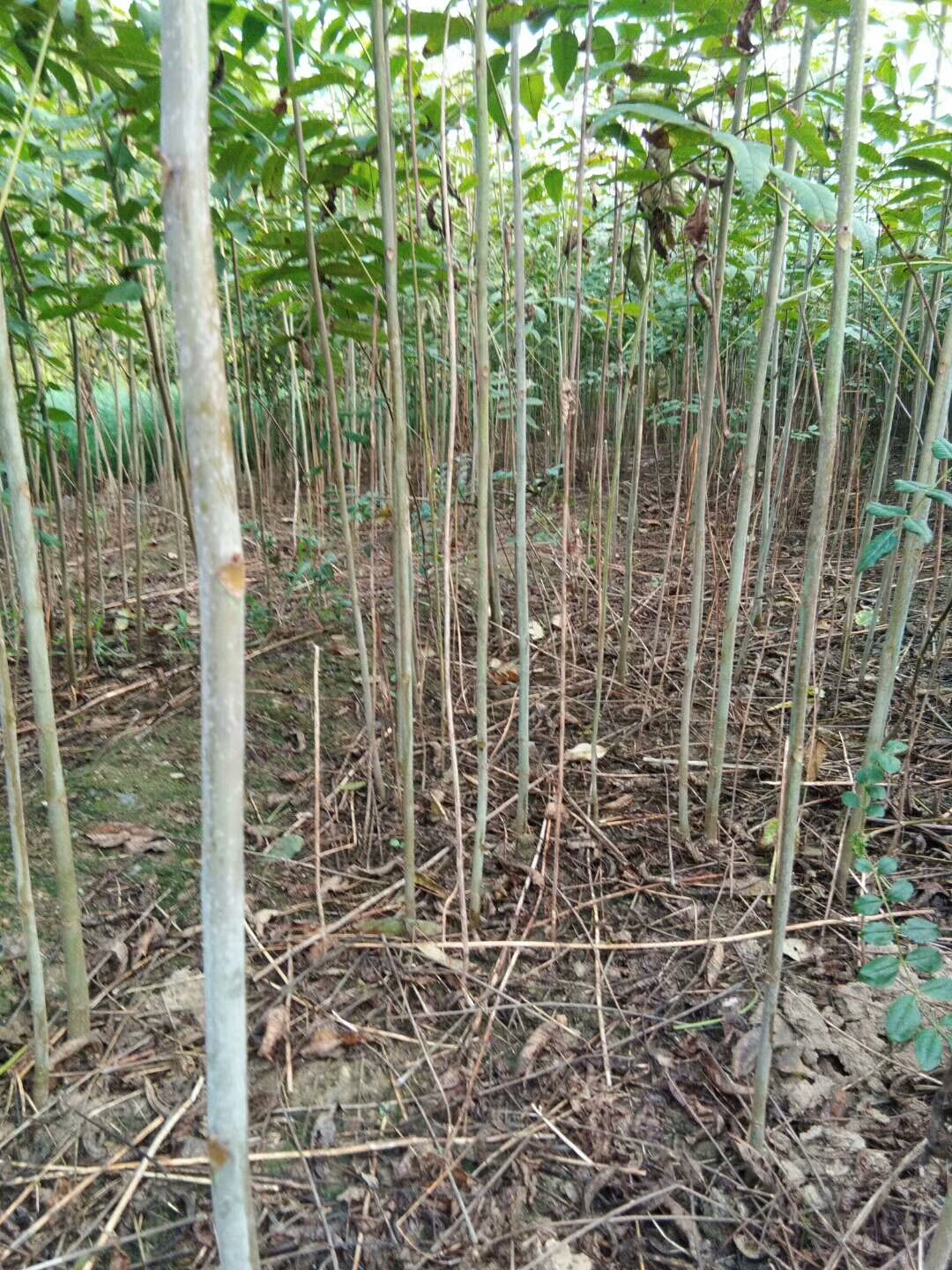 大兴大棚香椿苗栽植方法1.3公分香椿苗