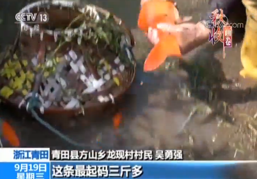 致富经桐乡稻鱼呀上_致富经桐乡稻鱼呀上_致富经桐乡稻鱼呀上