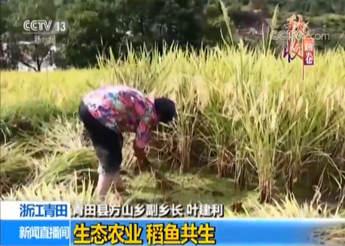 致富经桐乡稻鱼呀上_致富经桐乡稻鱼呀上_致富经桐乡稻鱼呀上