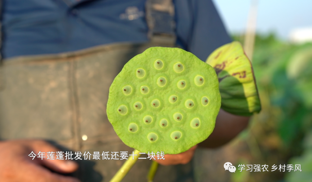 致富经鱼台莲子_致富经鱼台莲子_致富经鱼台莲子