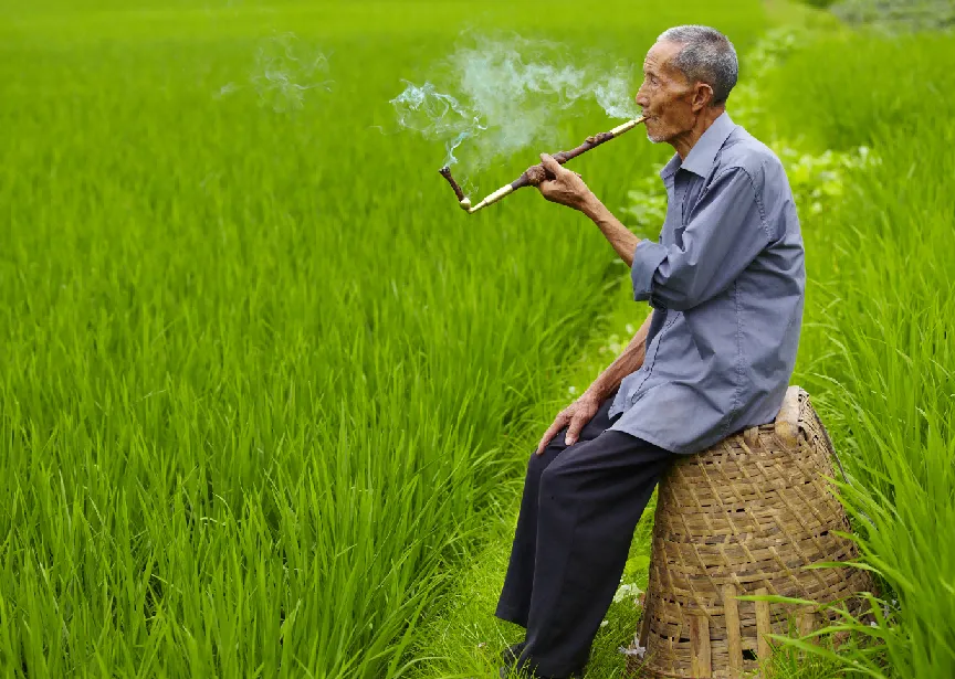 沙漠种植致富方法_致富沙漠种植方法图片_致富沙漠种植方法有哪些