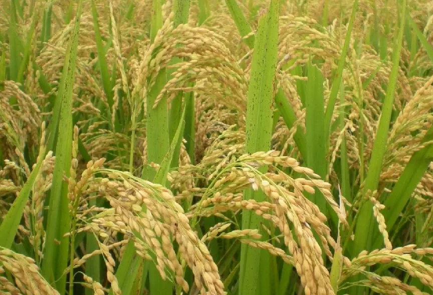 致富沙漠种植方法图片_沙漠种植致富方法_致富沙漠种植方法有哪些