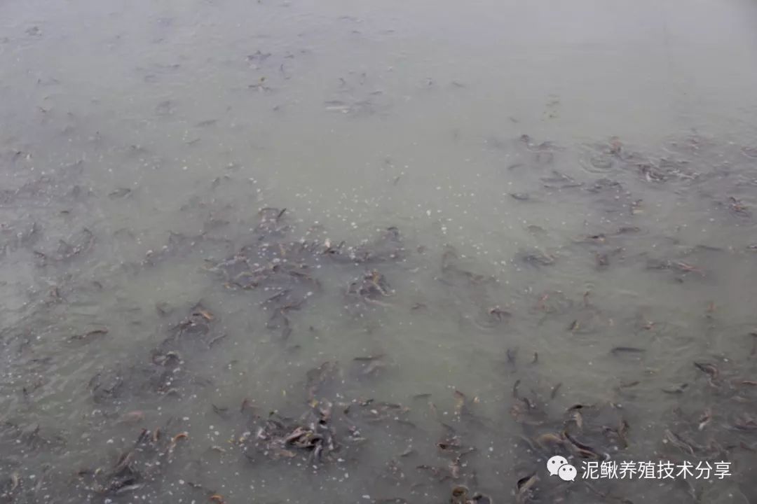 水池养殖泥鳅鱼技术视频_水产养殖泥鳅技术_淡水泥鳅养殖技术
