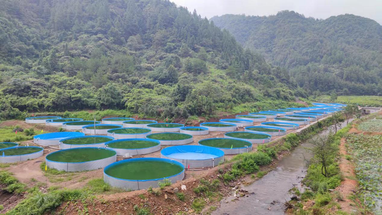 浙江省淡水石斑鱼鱼苗哪有出售_致富经小溪石斑鱼养殖浙江_小溪石斑鱼养殖基地