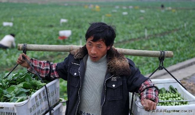 1个土豆多少克