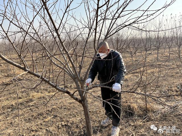 廊坊地区适合种植什么药材_廊坊农民种植致富_廊坊种什么农作物