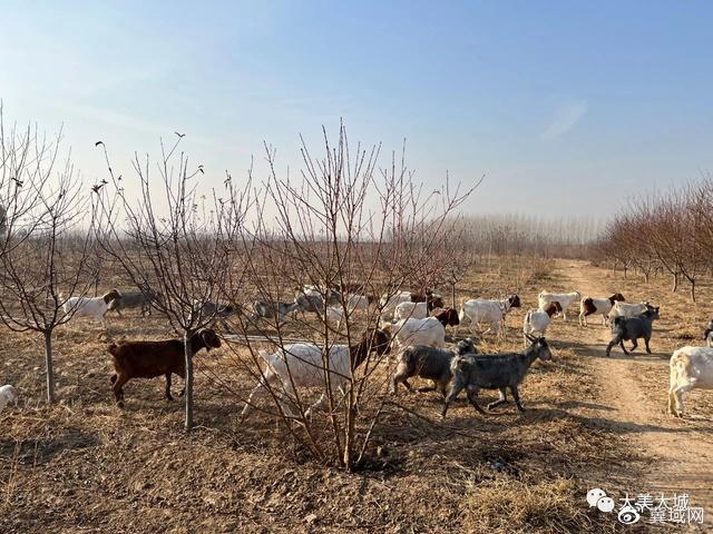 廊坊地区适合种植什么药材_廊坊种什么农作物_廊坊农民种植致富