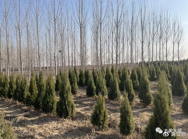 廊坊地区适合种植什么药材_廊坊农民种植致富_廊坊种什么农作物