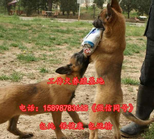 致富经马犬养殖视频相关信息