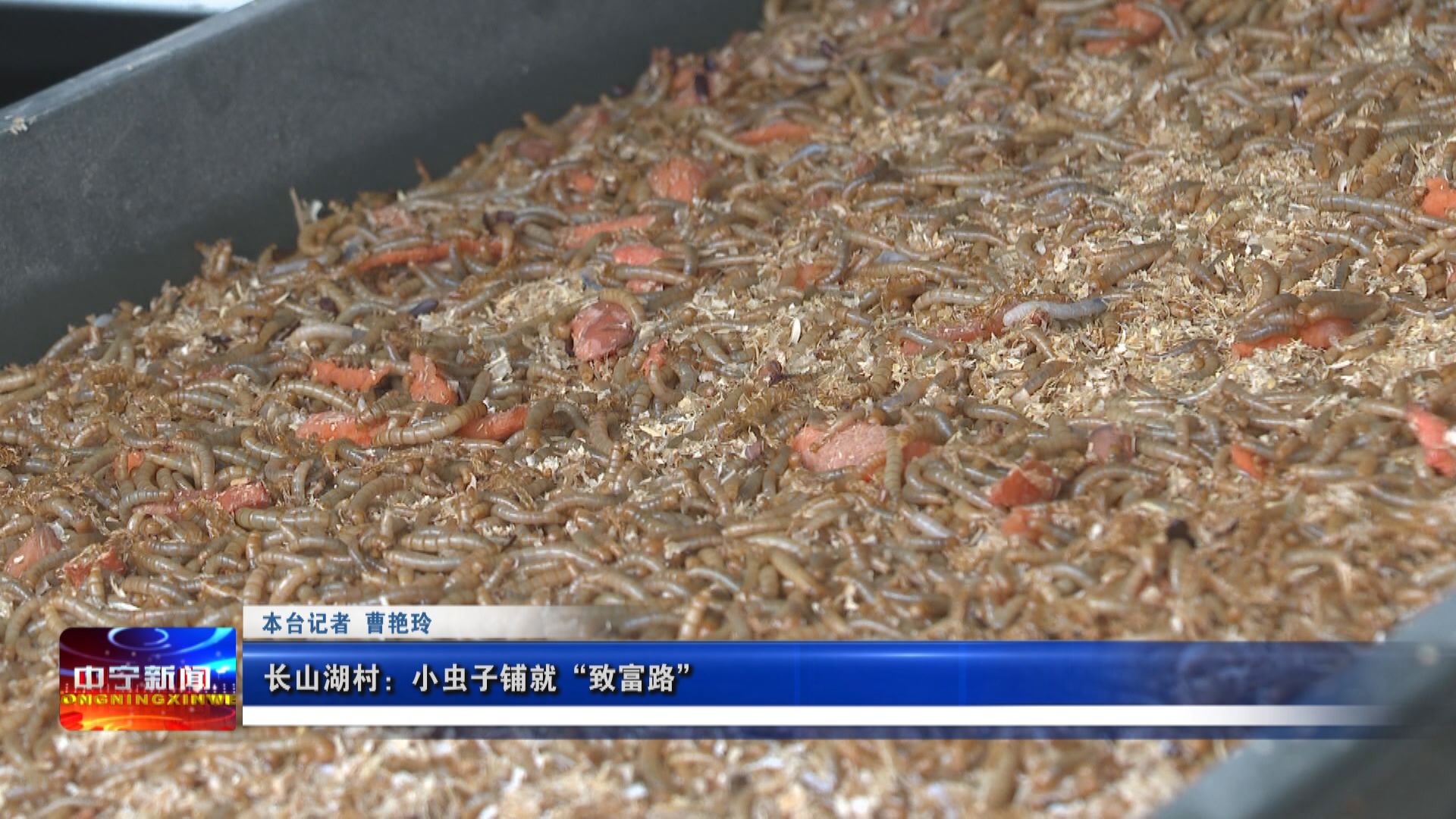 致富经黄粉虫骗局_2018黄粉虫骗局_黄粉虫真正的利润