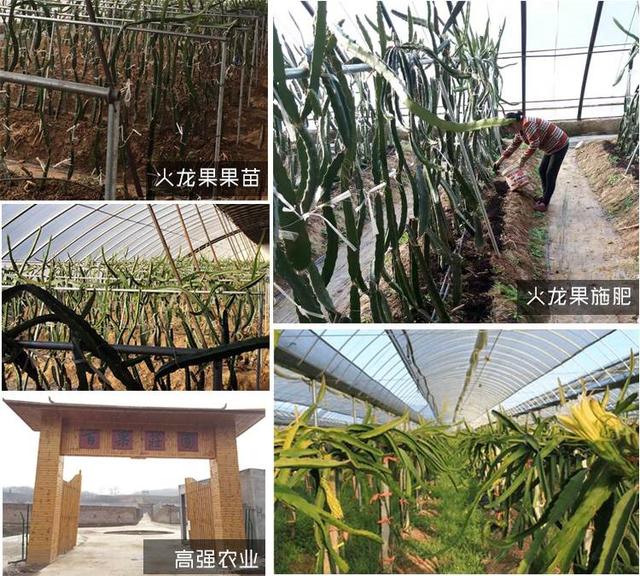 河南火龙果种植生产基地果苗果树-郑州高强农业