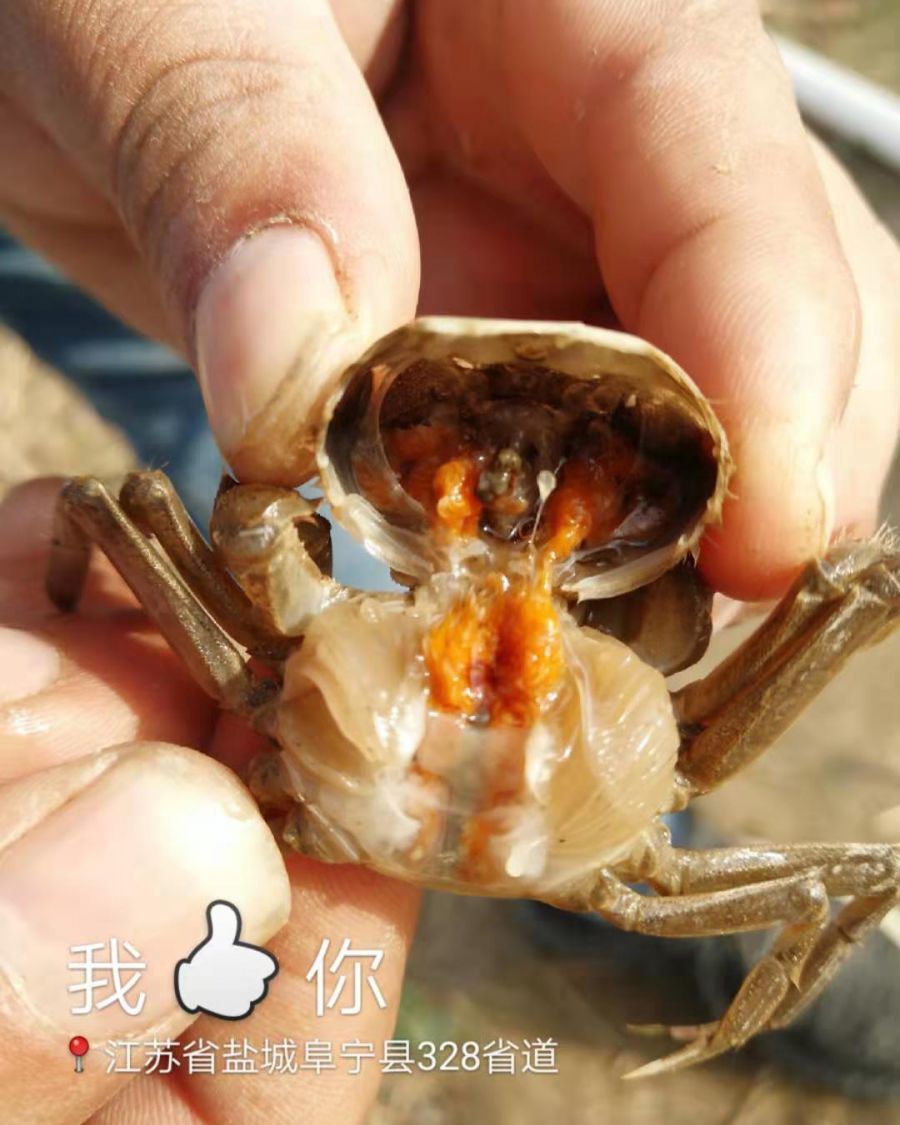 养殖方法技术蟹苗视频_蟹苗怎么养活_蟹苗养殖技术与方法