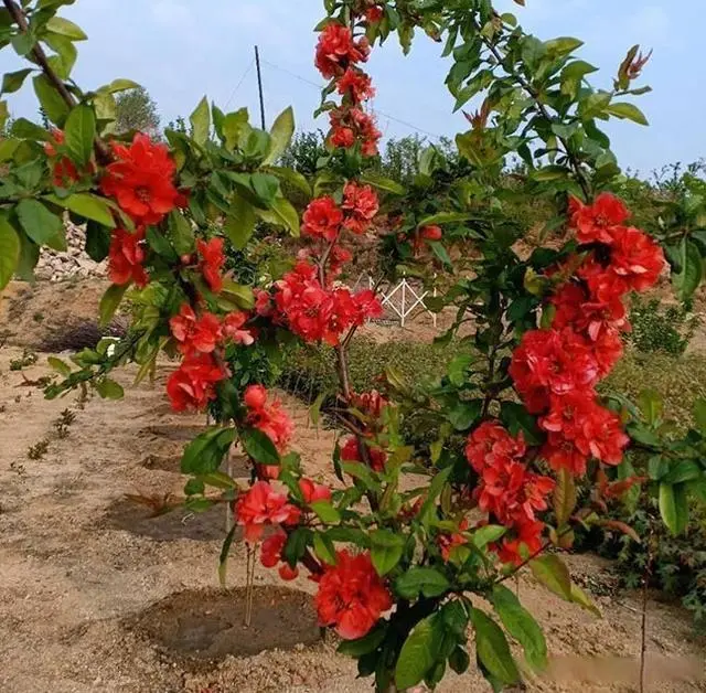 海棠种植怎么致富_海棠致富种植方法_海棠种植前景怎么样
