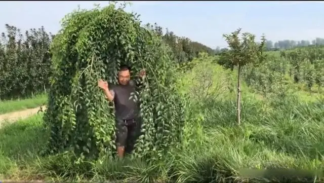 海棠致富种植方法_海棠种植前景怎么样_海棠种植怎么致富