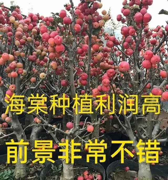 海棠种植怎么致富_海棠致富种植方法_海棠种植前景怎么样