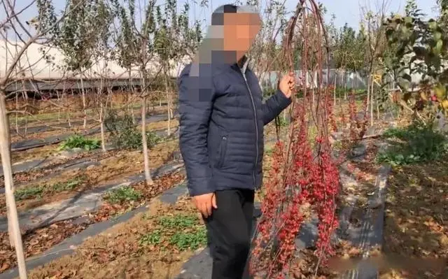 海棠致富种植方法_海棠种植前景怎么样_海棠种植怎么致富