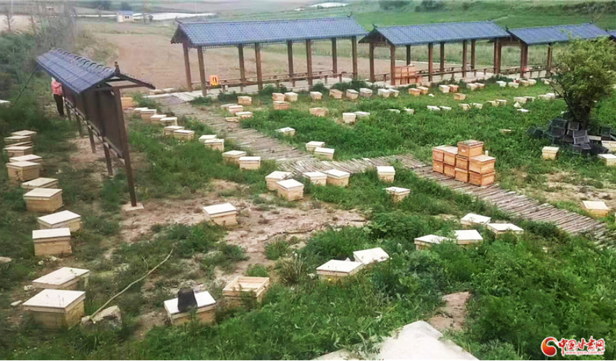 养蜂致富靠真经_致富经养蜜蜂致富视频_致富经养密蜂
