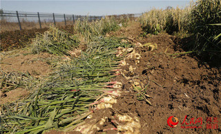 种植生姜致富故事_致富生姜种植故事视频_致富经生姜种植视频