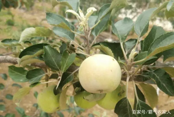 海棠致富种植技术视频_海棠致富种植方法_海棠种植怎么致富