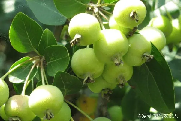 海棠种植怎么致富_海棠致富种植方法_海棠致富种植技术视频