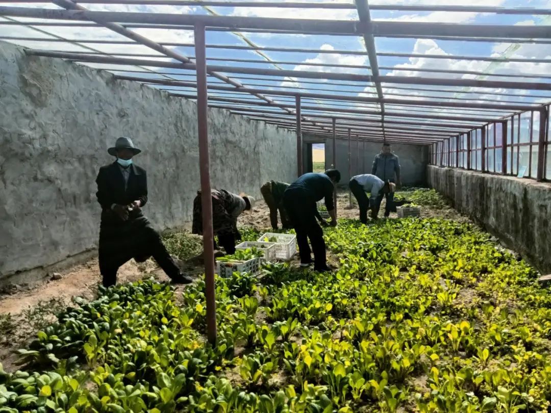 种植牧草致富新闻_致富经牧草种植视频_致富经牧草养猪