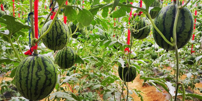 视频西瓜温室种植技术教程_温室西瓜种植技术视频_西瓜温室栽培技术