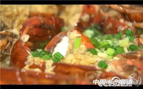 致富经澳洲淡水龙虾养殖视频_澳洲淡水龙虾苗致富经_致富澳洲苗龙虾淡水还是海水