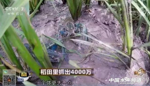 致富澳洲苗龙虾淡水还是海水_致富经澳洲淡水龙虾养殖视频_澳洲淡水龙虾苗致富经