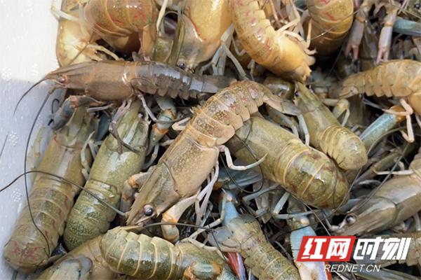 澳洲淡水龙虾致富经_澳洲淡水龙虾苗致富经_致富澳洲苗龙虾淡水还是海水
