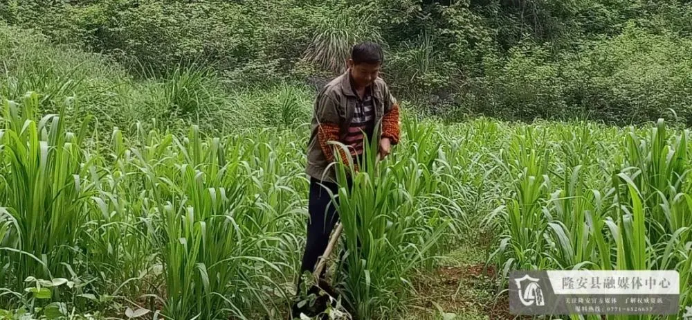 新闻致富种植牧草视频播放_新闻致富种植牧草视频_种植牧草致富新闻