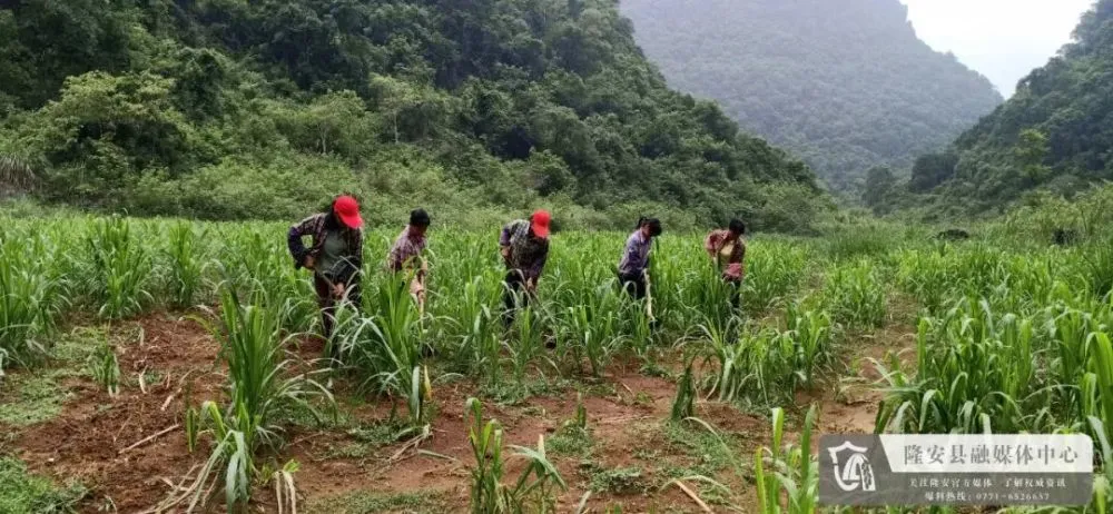 种植牧草致富新闻_新闻致富种植牧草视频_新闻致富种植牧草视频播放