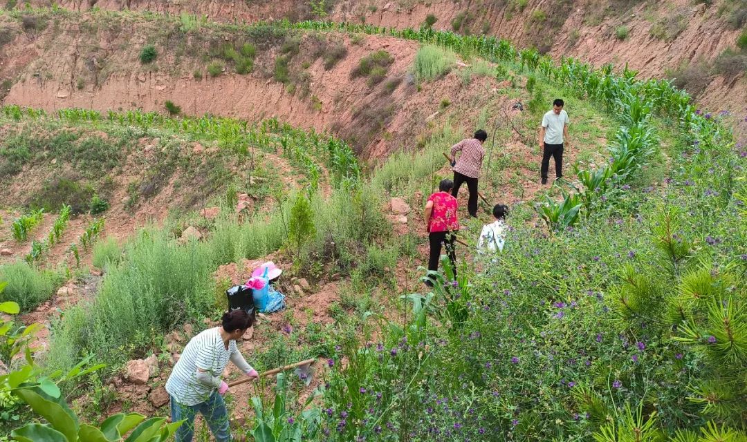 农村致富种植项目_种植基地致富增收_农村致富项目种植业