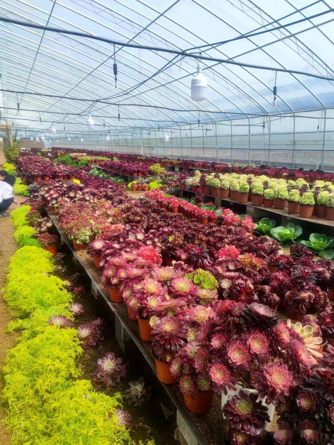 种植致富新项目_种植基地致富增收_种植致富业