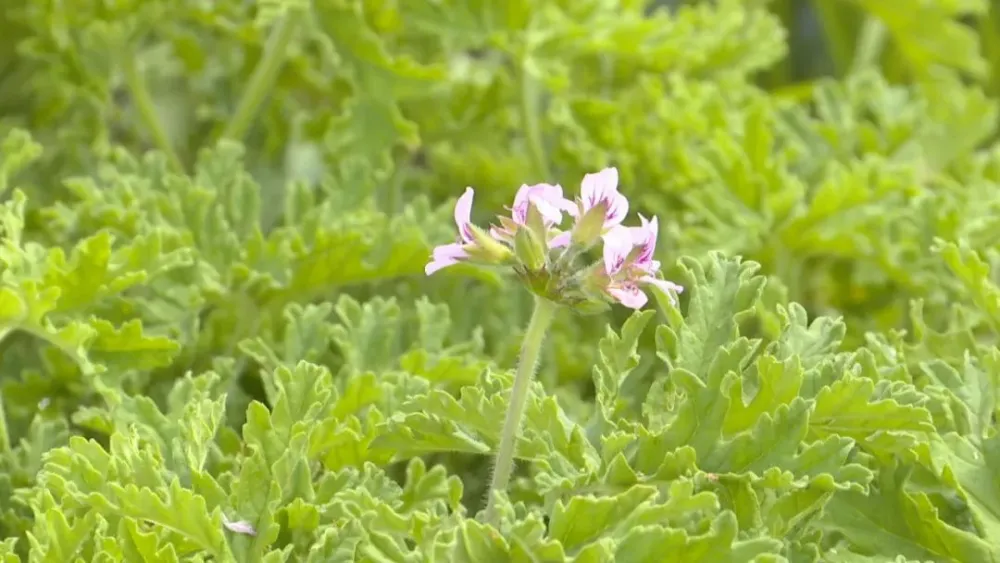 农村致富新项目种植业_种植基地致富增收_农村致富项目种植业