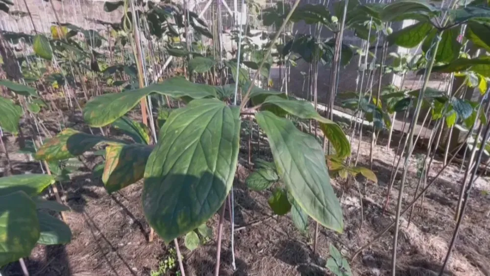 农村致富项目种植业_种植基地致富增收_农村致富新项目种植业