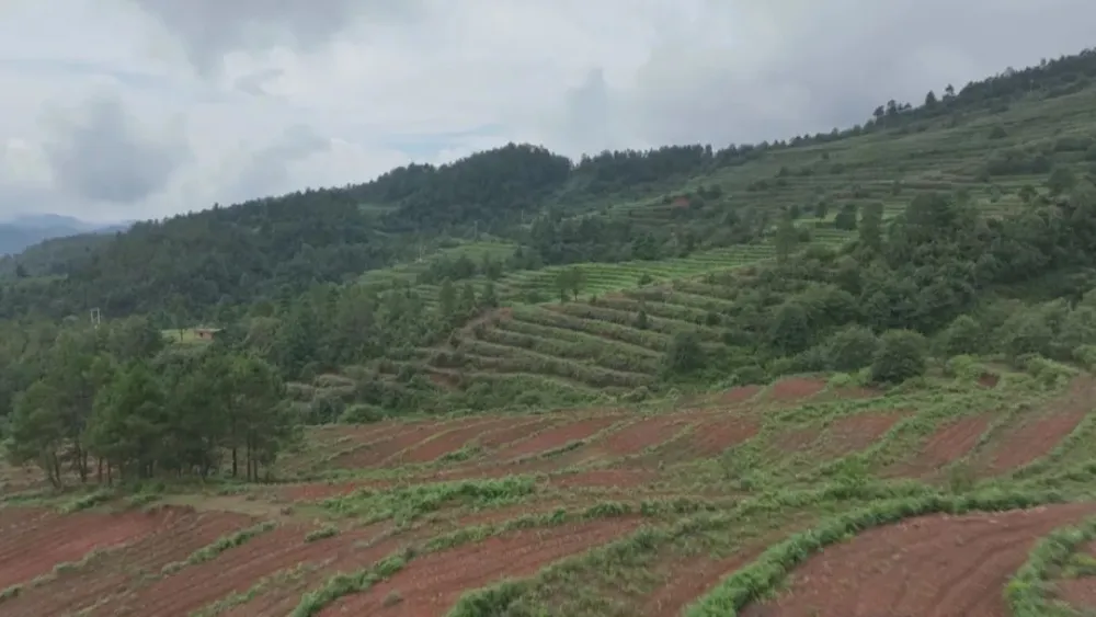 农村致富项目种植业_种植基地致富增收_农村致富新项目种植业
