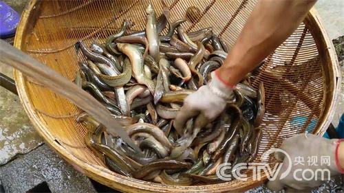 [致富经]浑水里巧发泥鳅财