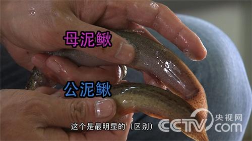 [致富经]浑水里巧发泥鳅财