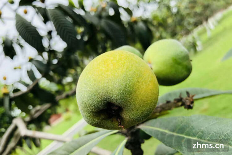 白枇杷功效，枇杷花茶的好处