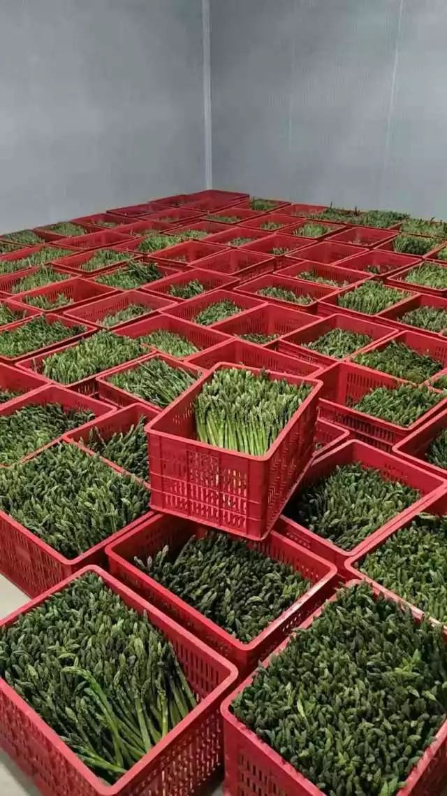 芦笋种植基地哪个地方最多_芦笋种植基地_致富经芦笋种植地区