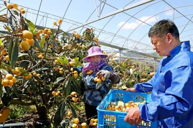 枇杷种植技术_白枇杷种植技术_种植枇杷技术与管理