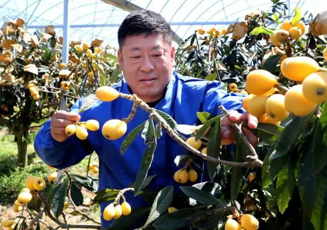 枇杷种植技术_白枇杷种植技术_种植枇杷技术与管理