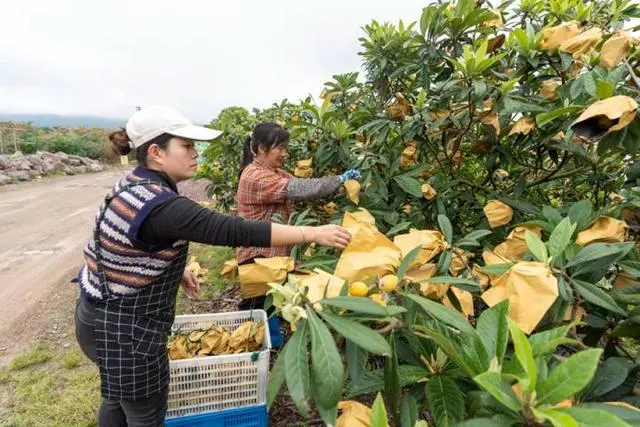 白枇杷种植技术_枇杷种植技术_种植枇杷技术与管理