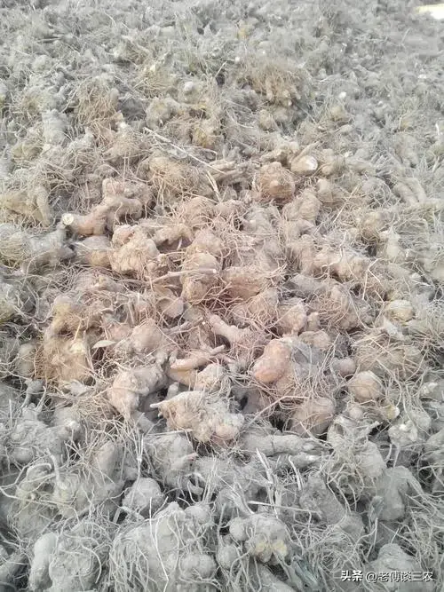 种植白术施什么肥料最好_白术施肥管理_白术种植施肥技术