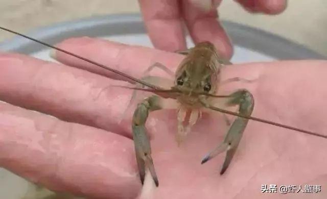 澳洲淡水龙虾致富经_澳洲淡水龙虾虾苗价格_澳洲淡水龙虾苗致富经