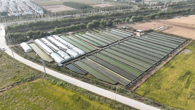 养殖泥鳅的技术_致富养殖泥鳅技术要求_致富经泥鳅的养殖技术