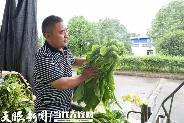 种植烤烟的利润_种植烤烟挣钱吗_种植烤烟致富