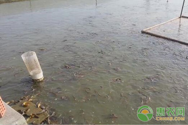 致富经泥鳅的养殖技术_致富养殖泥鳅技术视频_致富养殖泥鳅技术视频教程