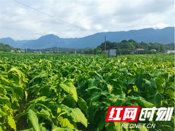 种植烤烟致富_种植烤烟的利润_致富种植烤烟怎么样