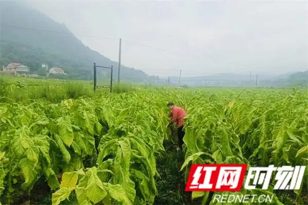 种植烤烟致富_致富种植烤烟怎么样_种植烤烟的利润